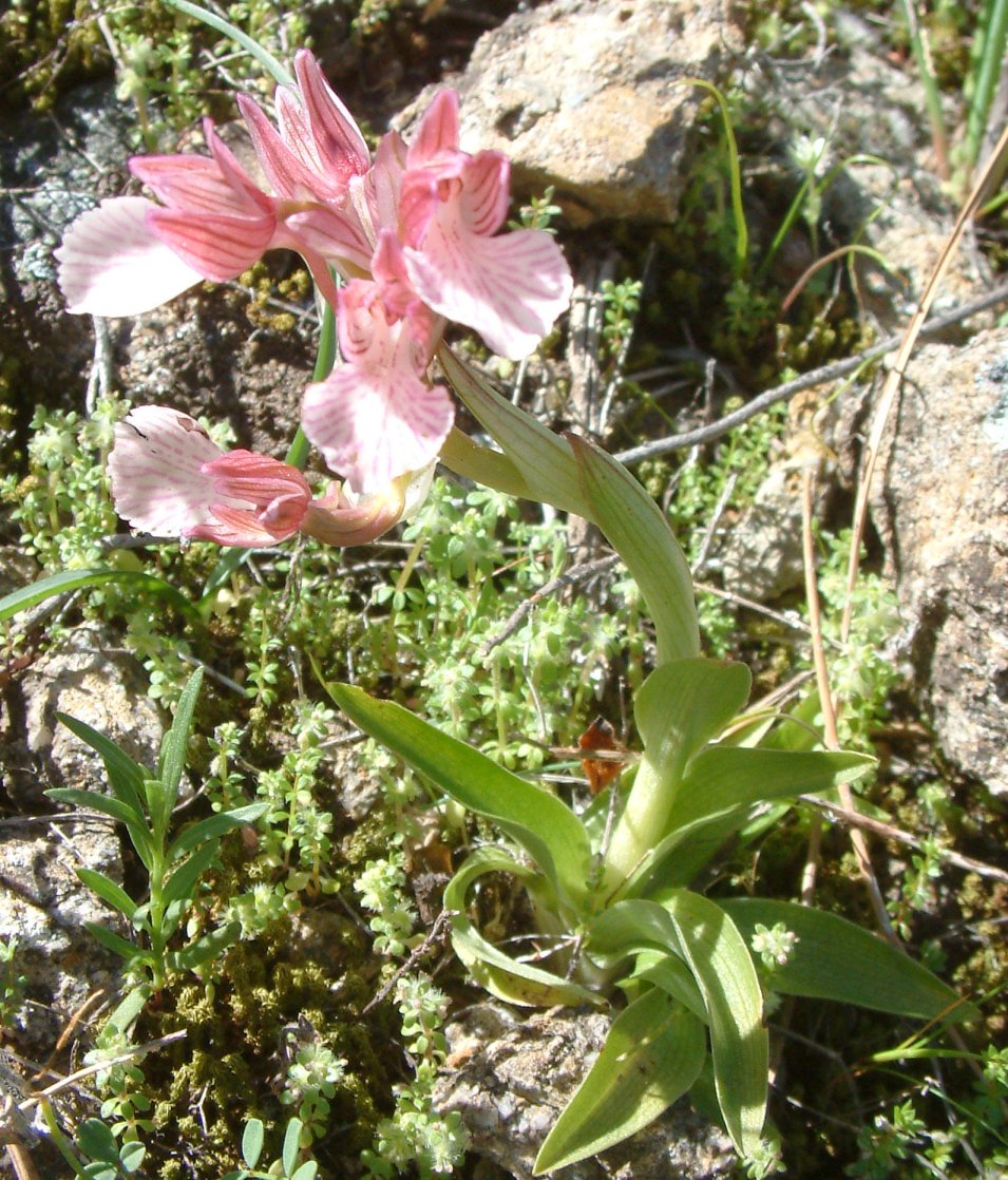 Orchidee dell''isola di Chios - Egeo orientale