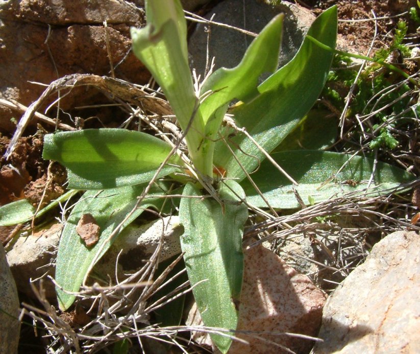 Orchidee dell''isola di Chios - Egeo orientale