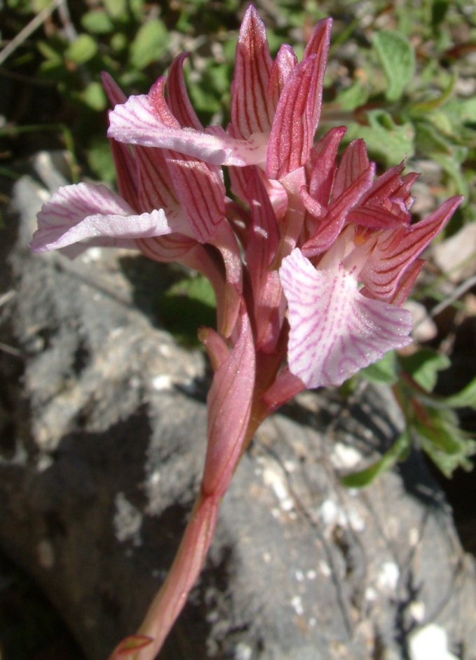 Orchidee dell''isola di Chios - Egeo orientale