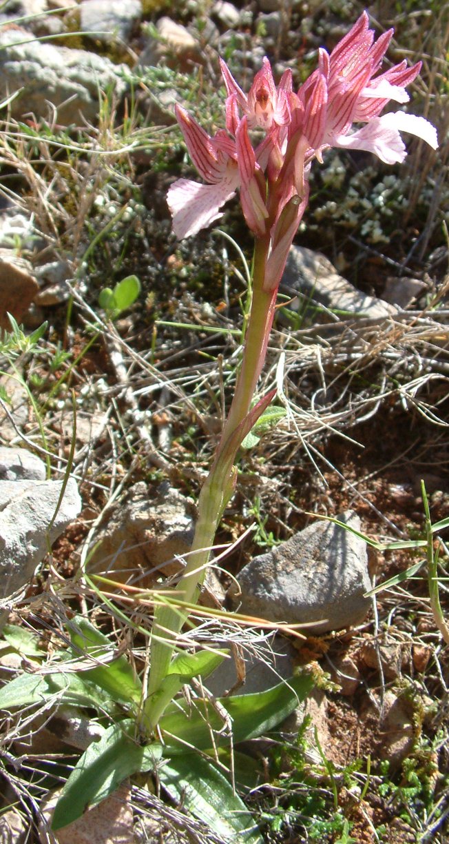 Orchidee dell''isola di Chios - Egeo orientale