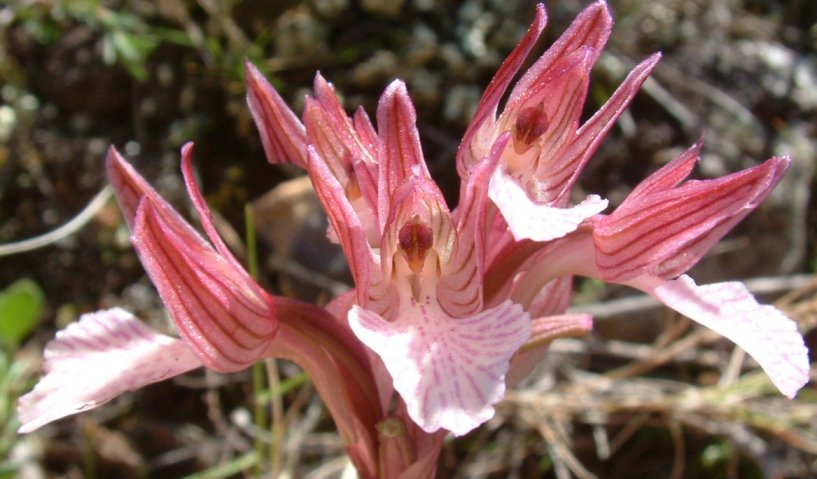 Orchidee dell''isola di Chios - Egeo orientale