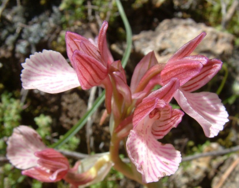 Orchidee dell''isola di Chios - Egeo orientale