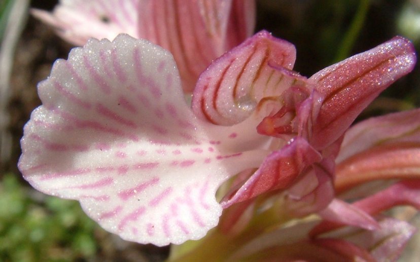 Orchidee dell''isola di Chios - Egeo orientale