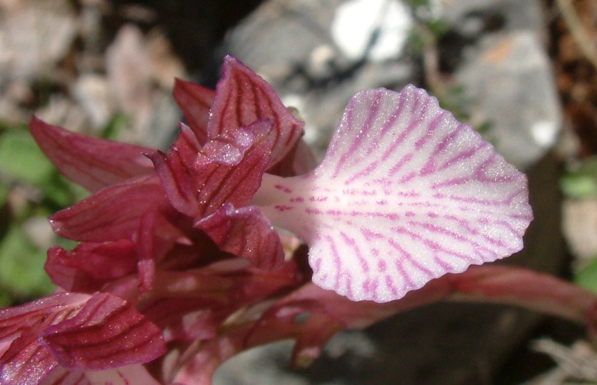 Orchidee dell''isola di Chios - Egeo orientale