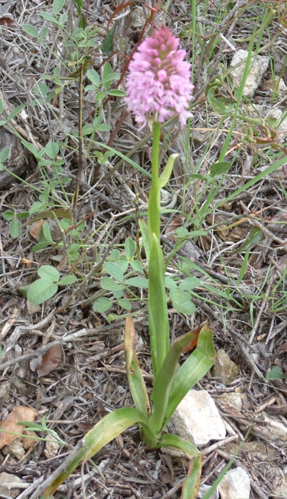 Anacamptis pyramidalis var. brachystachys