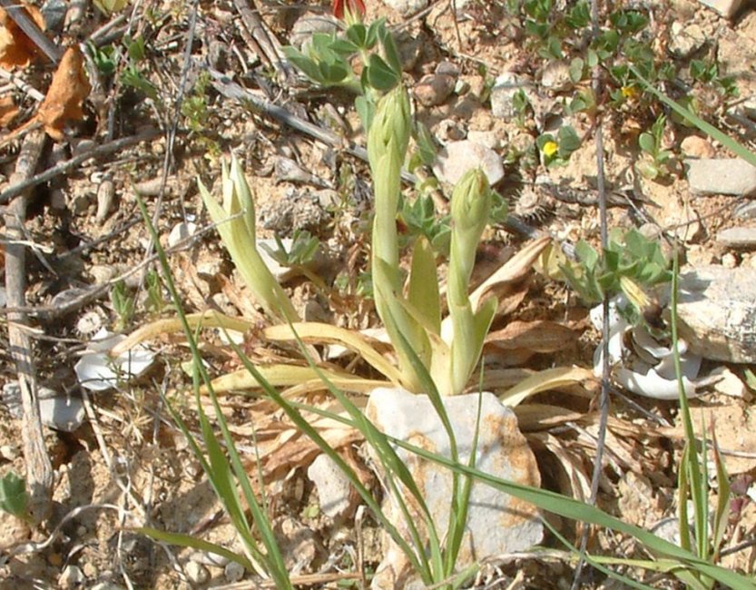 Anacamptis pyramidalis var. brachystachys