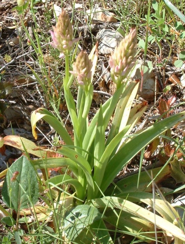 Anacamptis pyramidalis var. brachystachys