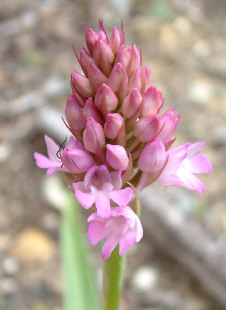 Anacamptis pyramidalis var. brachystachys