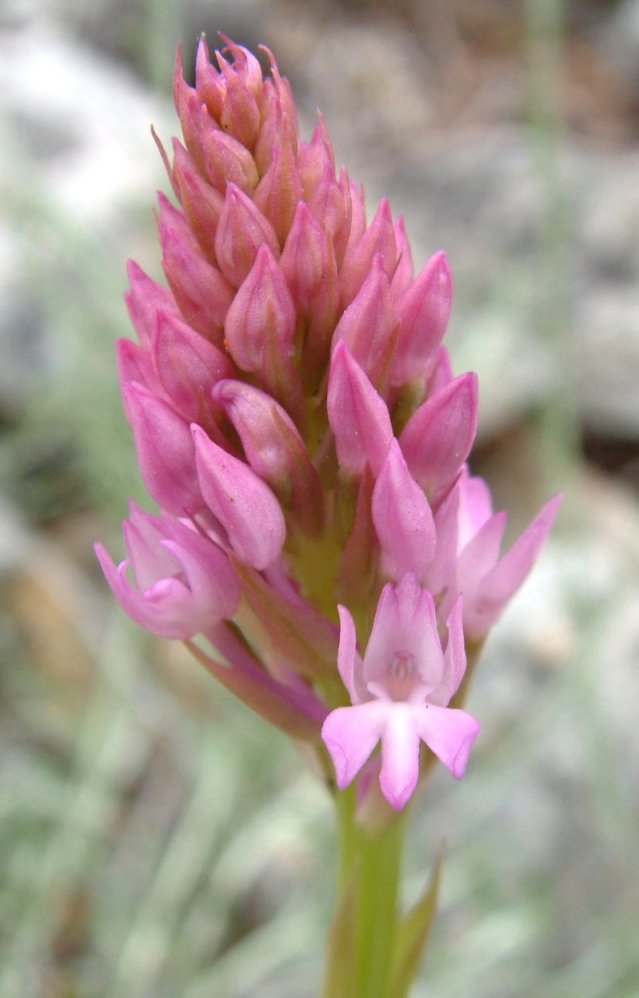 Anacamptis pyramidalis var. brachystachys