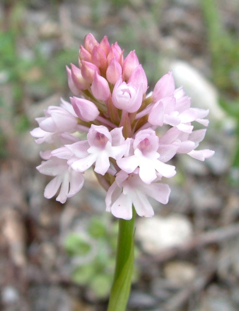 Anacamptis pyramidalis var. brachystachys