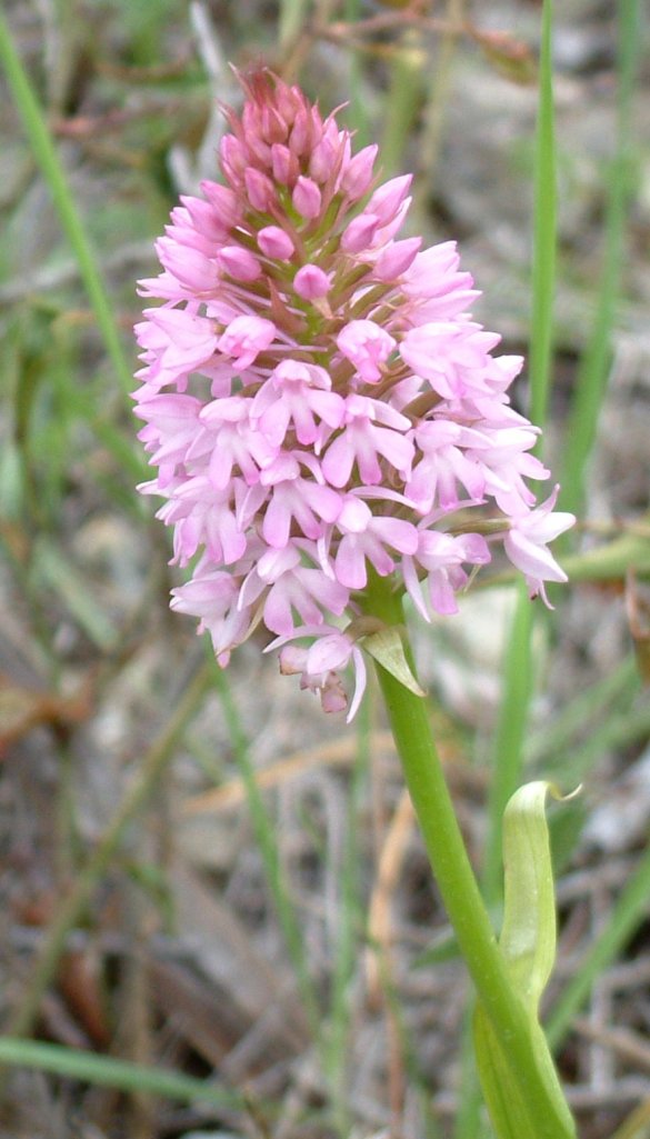 Anacamptis pyramidalis var. brachystachys