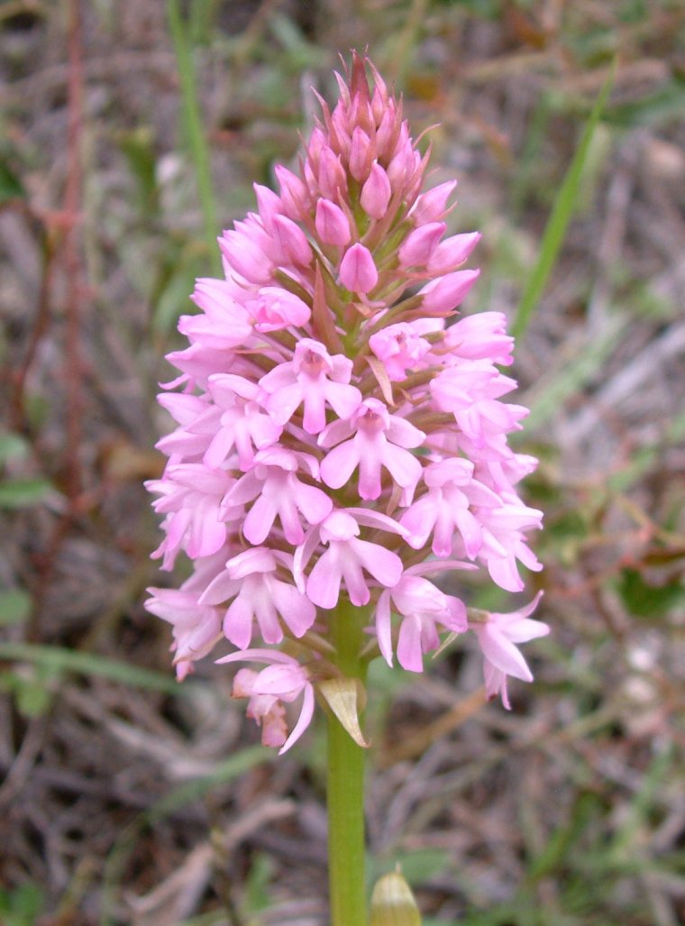 Anacamptis pyramidalis var. brachystachys