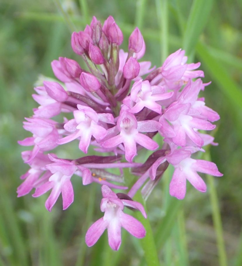 Anacamptis pyramidalis var. brachystachys