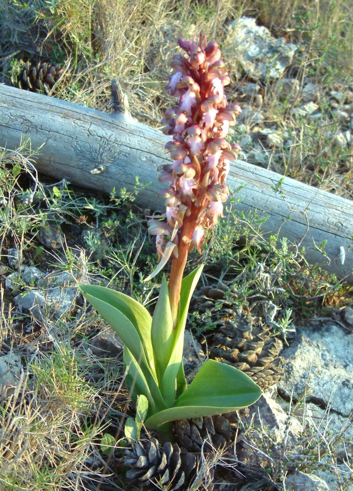 Himantoglossum robertianum