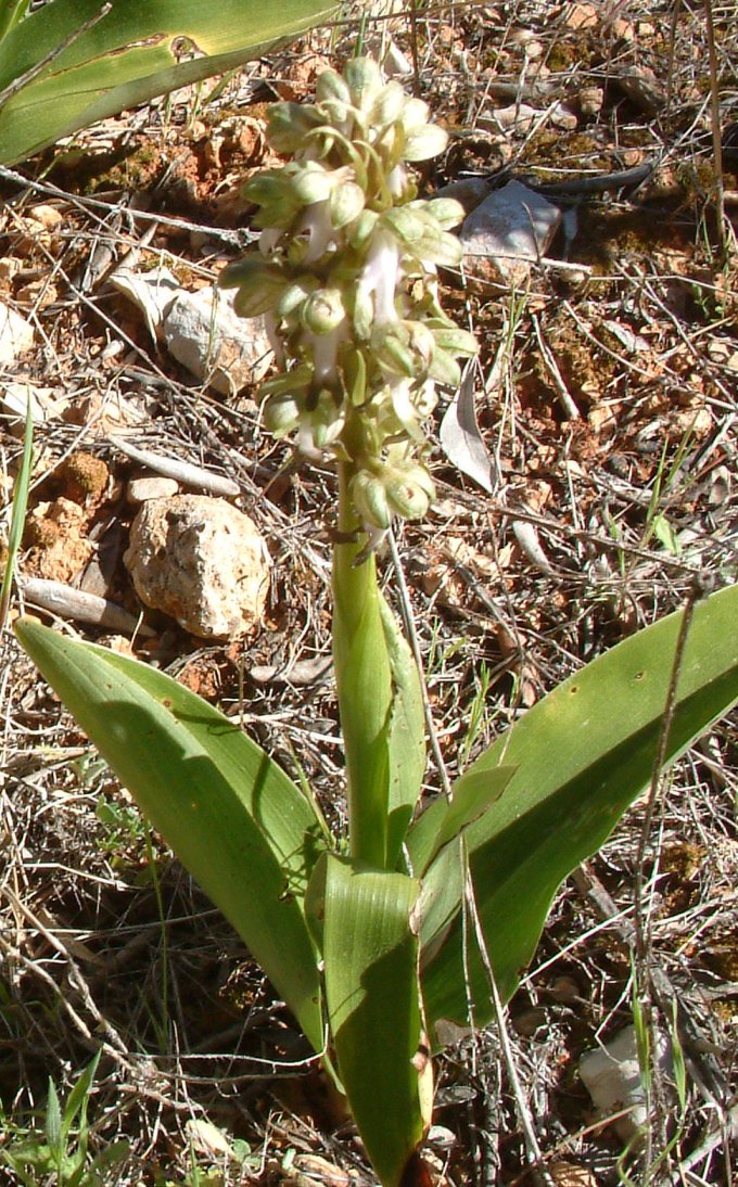 Himantoglossum robertianum