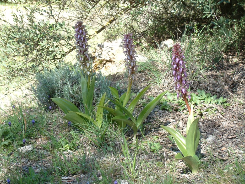 Himantoglossum robertianum