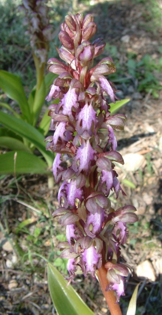 Himantoglossum robertianum