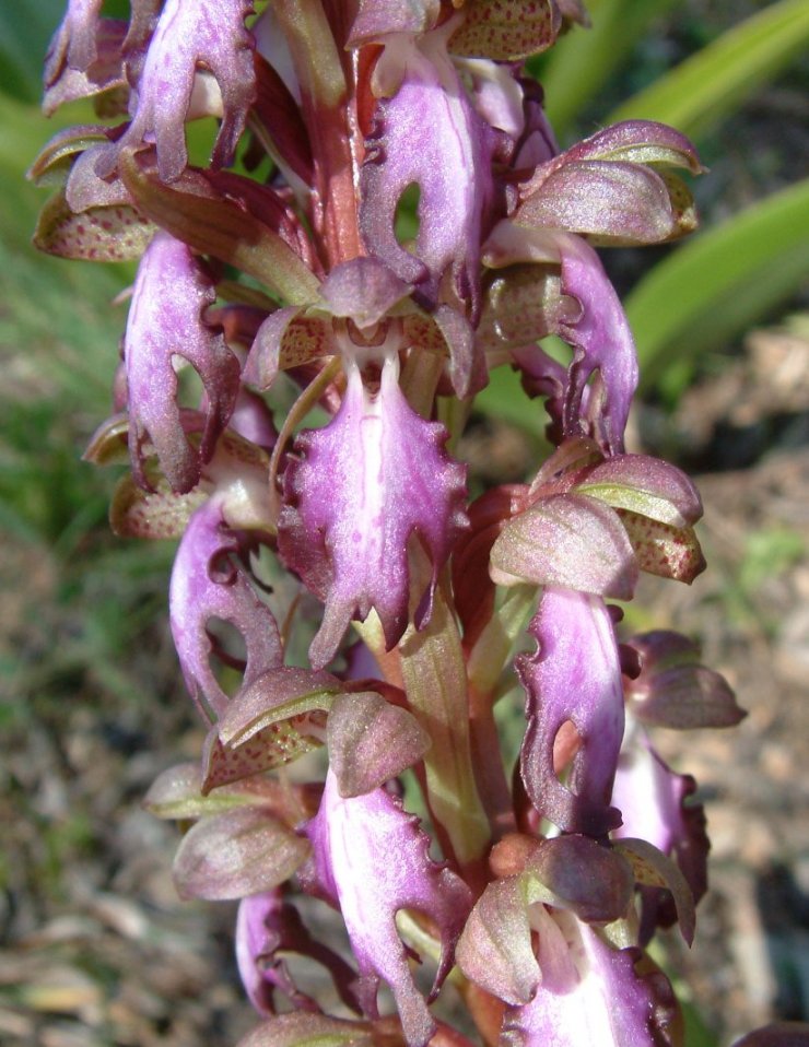 Himantoglossum robertianum