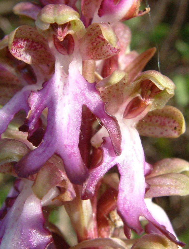 Himantoglossum robertianum