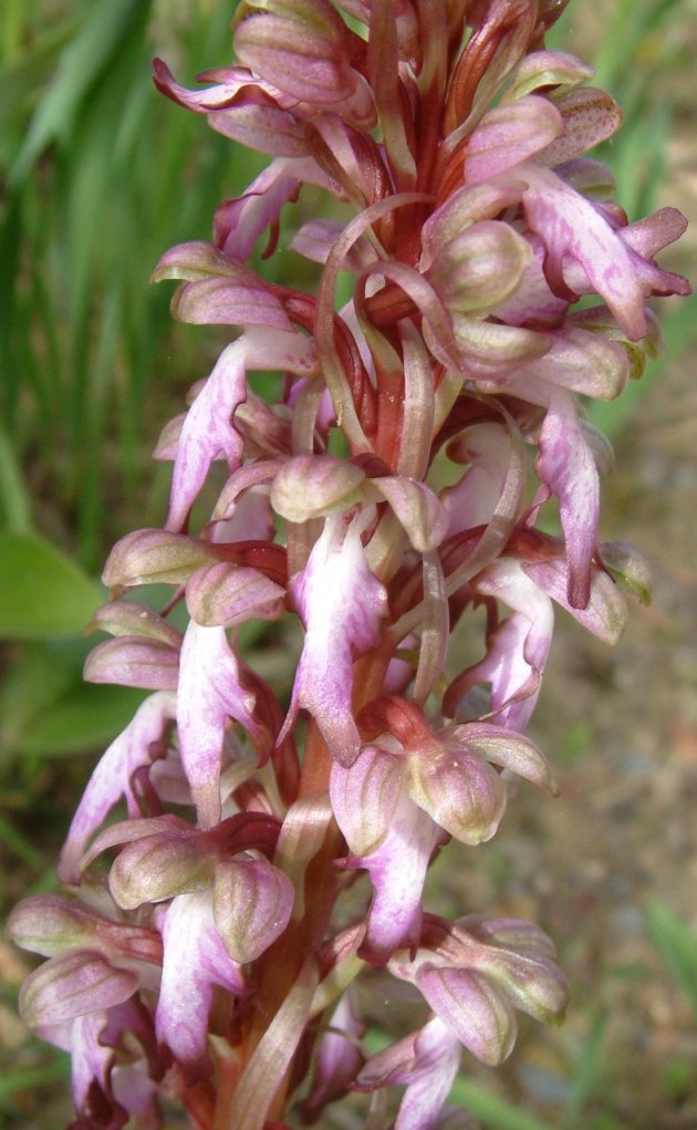 Himantoglossum robertianum