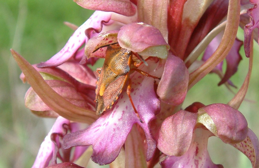 Himantoglossum robertianum