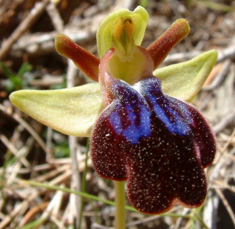 Ophrys iricolor