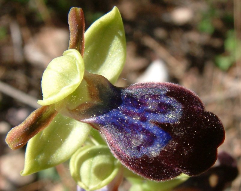 Ophrys iricolor