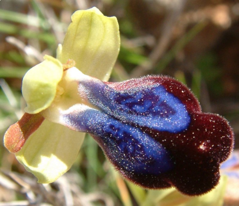 Ophrys iricolor