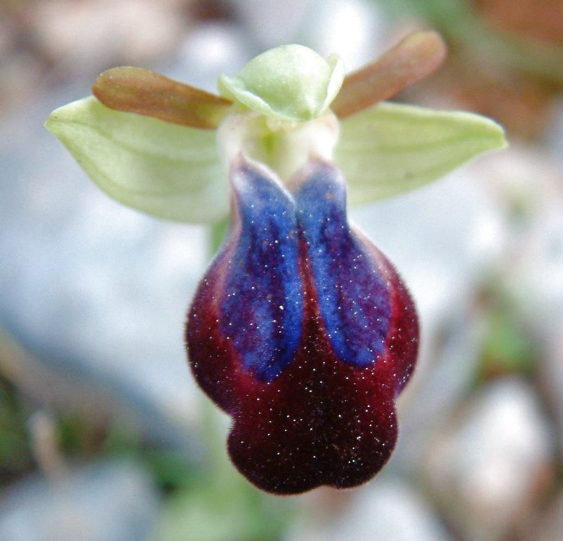 Ophrys iricolor