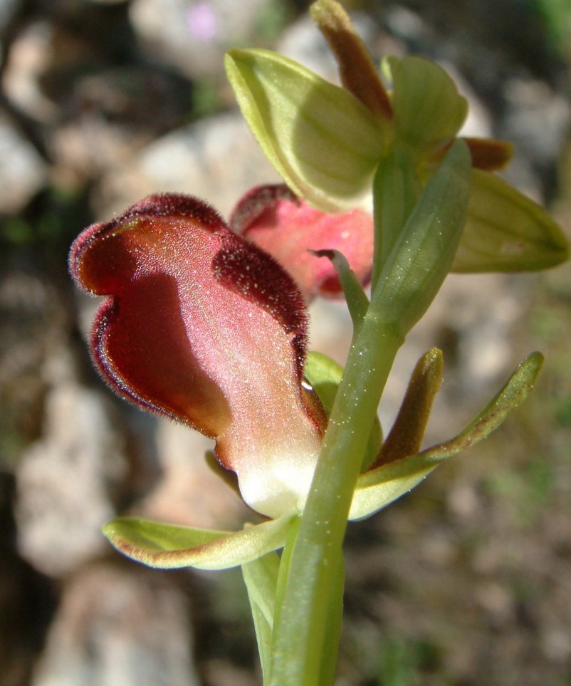 Ophrys iricolor