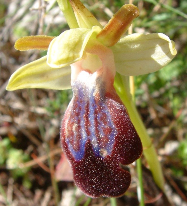 Ophrys iricolor