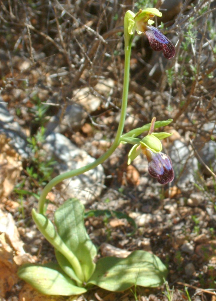 Ophrys iricolor
