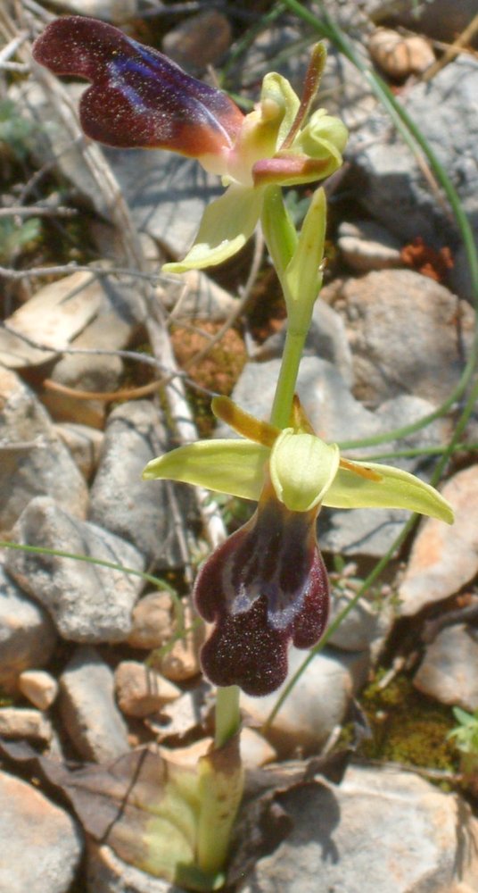 Ophrys iricolor
