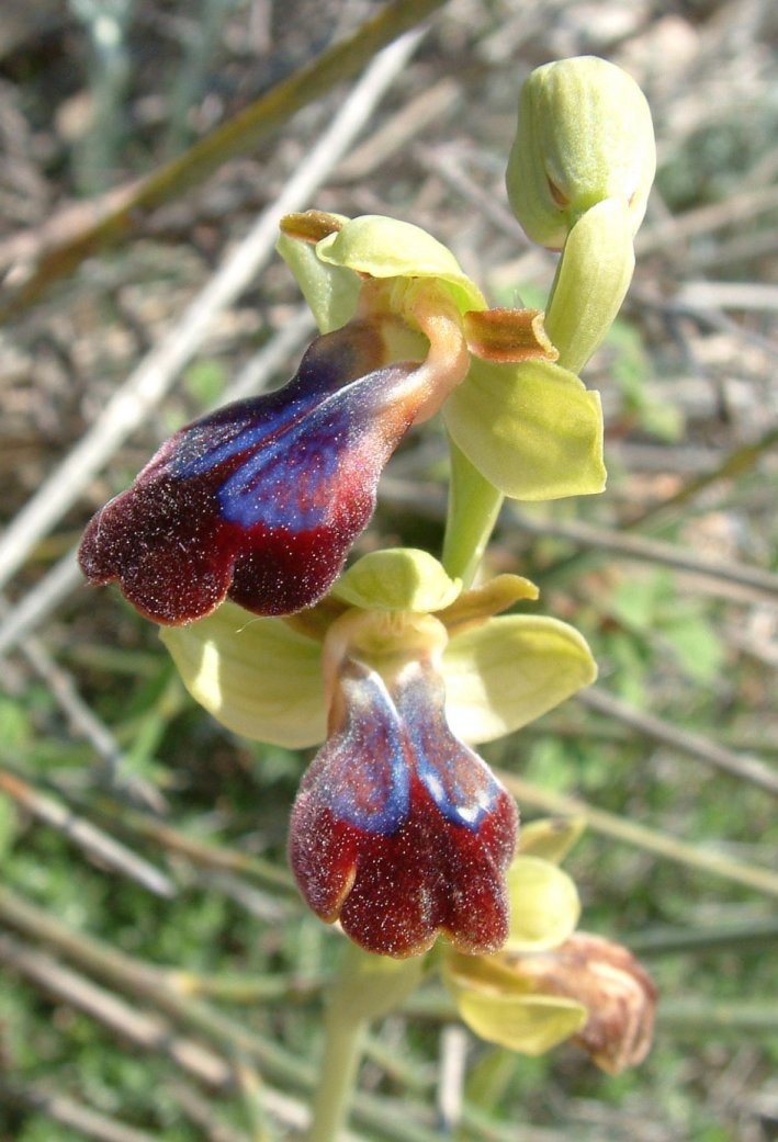 Ophrys iricolor