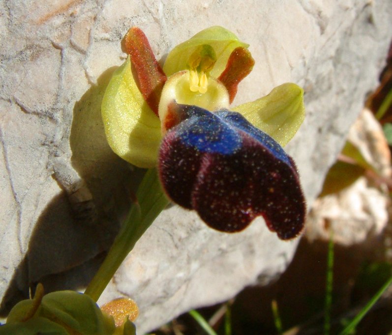 Ophrys iricolor