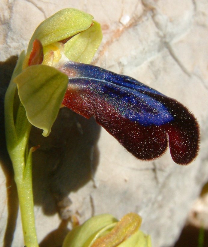Ophrys iricolor