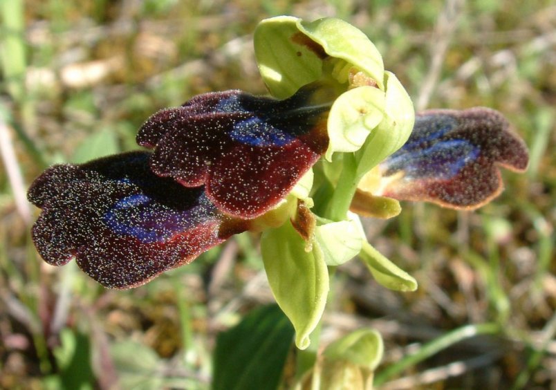 Ophrys iricolor