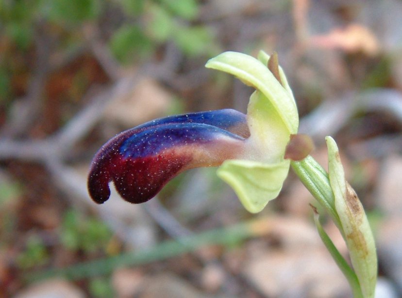 Ophrys iricolor