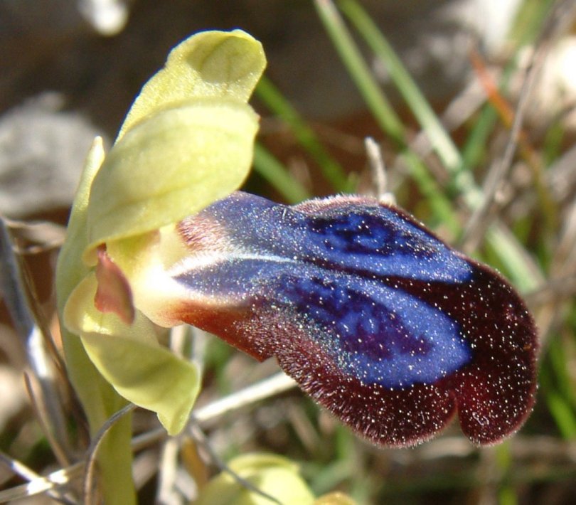 Ophrys iricolor