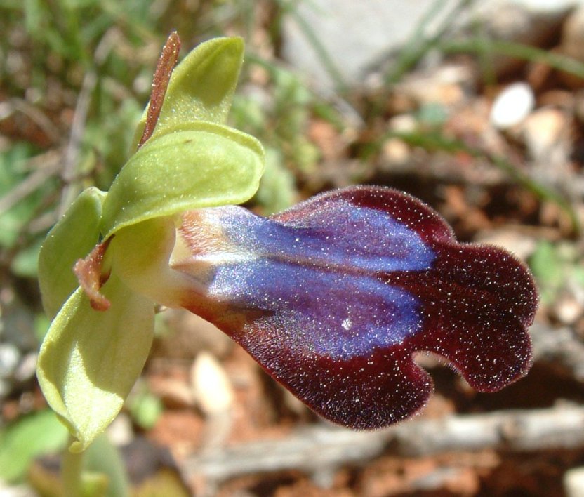 Ophrys iricolor