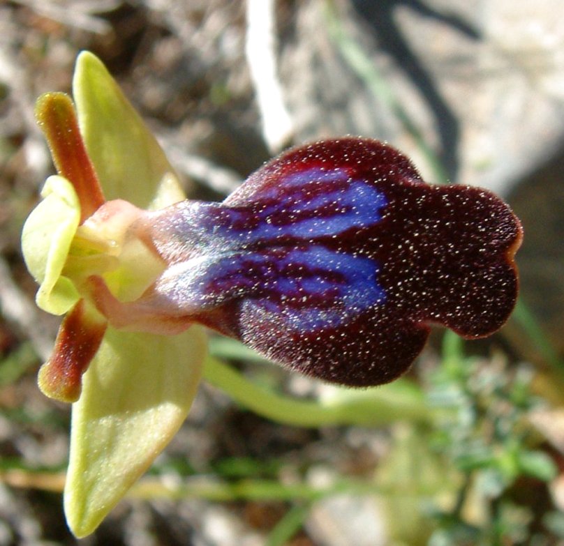 Ophrys iricolor