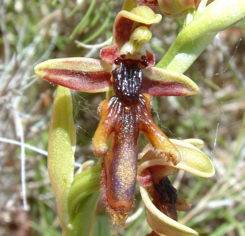 Ophrys regis-ferdinandii