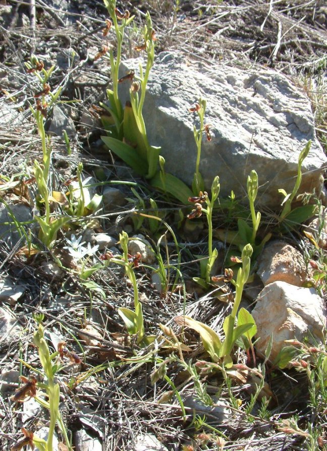 Ophrys regis-ferdinandii