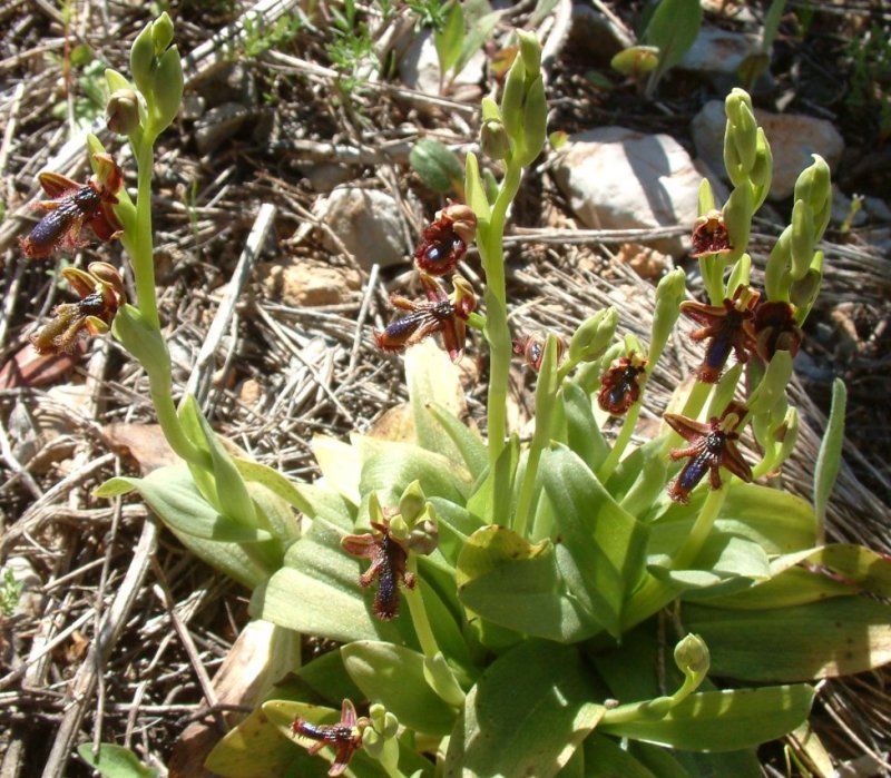 Ophrys regis-ferdinandii