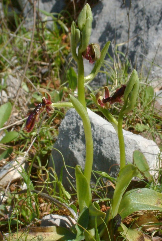 Ophrys regis-ferdinandii