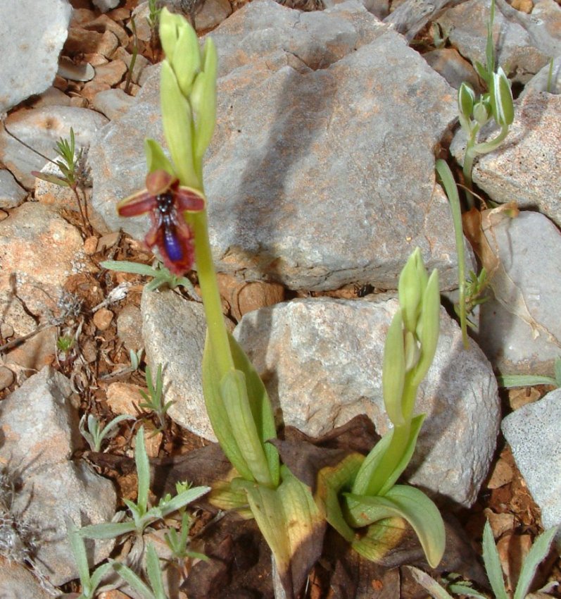 Ophrys regis-ferdinandii