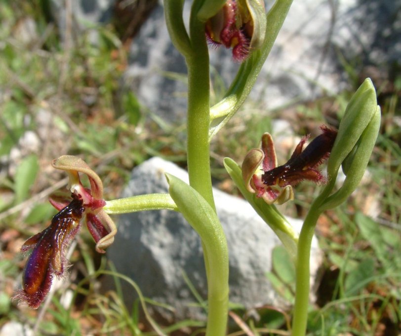 Ophrys regis-ferdinandii