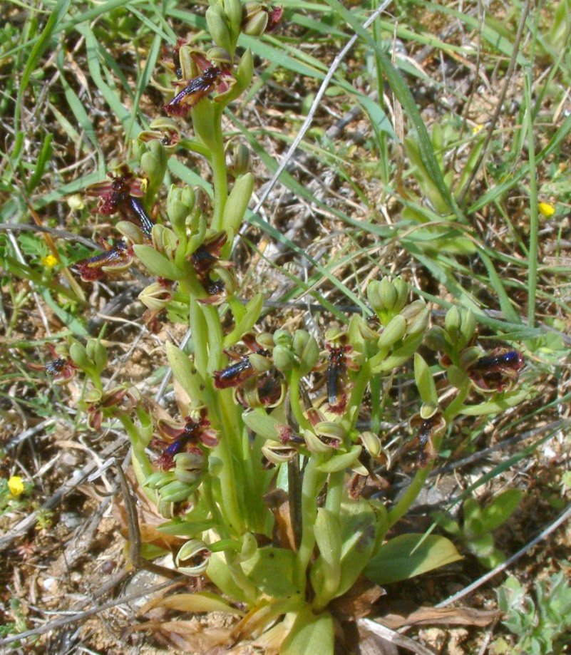 Ophrys regis-ferdinandii