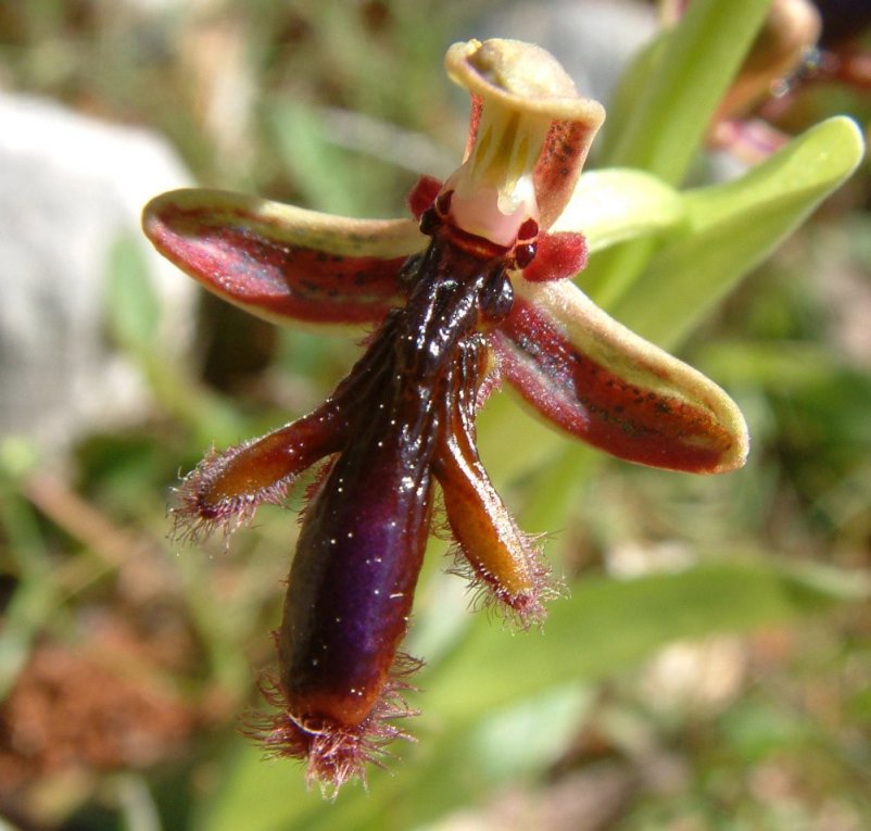 Ophrys regis-ferdinandii