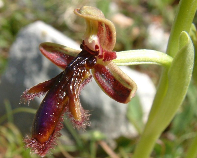 Ophrys regis-ferdinandii